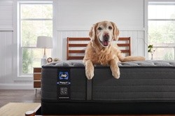 A dog on a posturepedic plus mattress